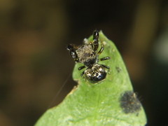 Harmochirus brachiatus