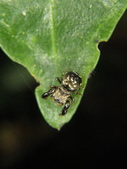 Harmochirus brachiatus