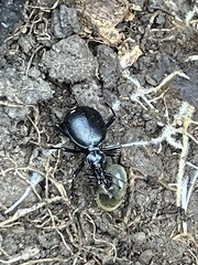 Scaphinotus interruptus