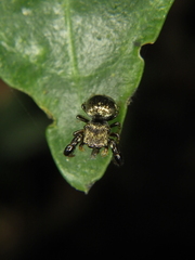 Harmochirus brachiatus