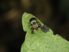 Harmochirus brachiatus