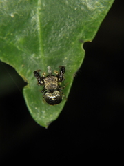 Harmochirus brachiatus