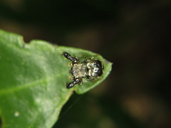 Harmochirus brachiatus