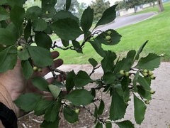 Crataegus douglasii