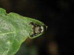 Harmochirus brachiatus