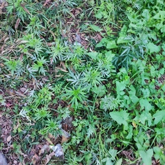 Artemisia verlotiorum