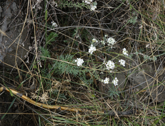 Stevenia incarnata