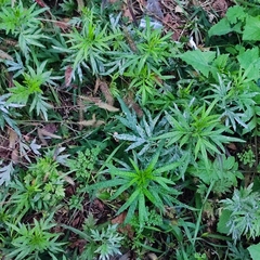 Artemisia verlotiorum