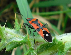 Lygaeus equestris