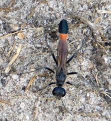 Ammophila sabulosa