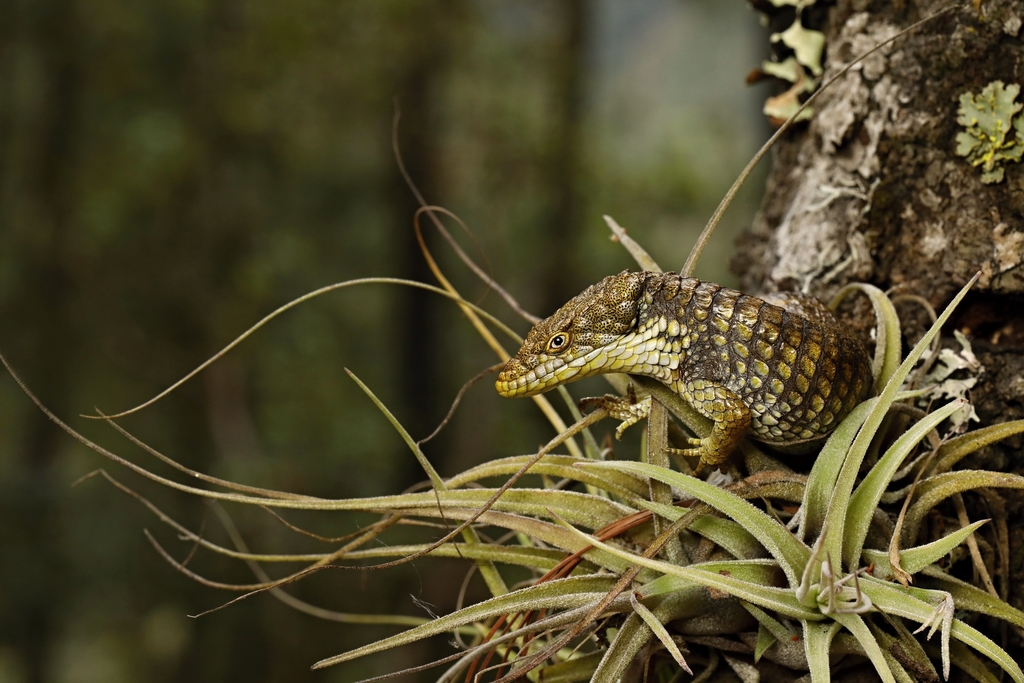 April Lizard Oaxaca Arboreal Alligator Lizard in April 2019 by Vojtěch Víta ...