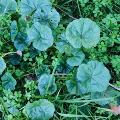Malva