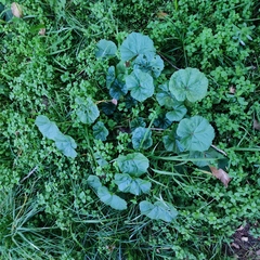 Malva