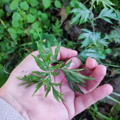 Artemisia verlotiorum