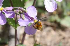 Eucera