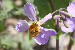 Eucera