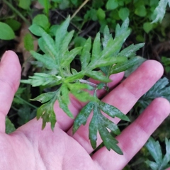 Artemisia verlotiorum