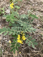 Senna italica