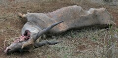 Tragelaphus oryx oryx