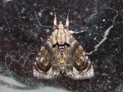 Zalissa catocalina