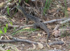 Varanus panoptes panoptes