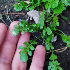 Capsella bursa-pastoris