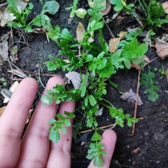 Capsella bursa-pastoris