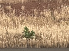 Calotropis procera image