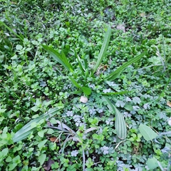 Plantago lanceolata