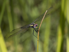 Trithemis stictica