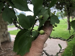 Crataegus douglasii
