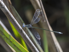 Lestes plagiatus