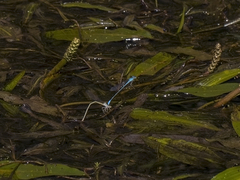 Pseudagrion assegaii