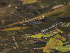 Pseudagrion massaicum