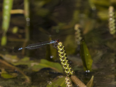 Pseudagrion hamoni