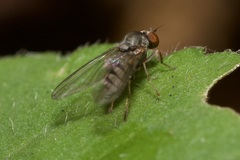 Platypezidae
