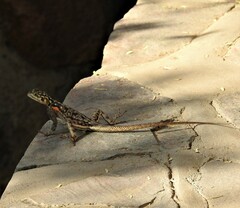 Agama planiceps