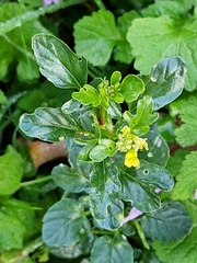 Barbarea