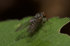 Platypezidae
