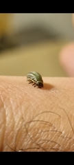 Chrysomelidae
