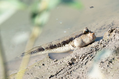 Giant Mudskipper photo 5