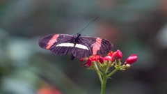 Heliconius erato