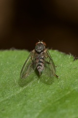 Platypezidae