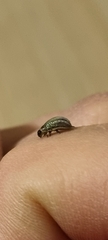 Chrysomelidae