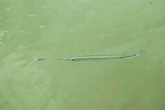 Zenarchopterus buffonis