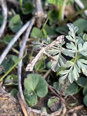 Amblyptilia pica