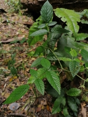 Rubus pinnatus