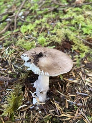 Amanita porphyria