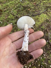 Amanita porphyria