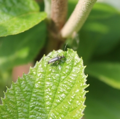 Grammoptera ruficornis